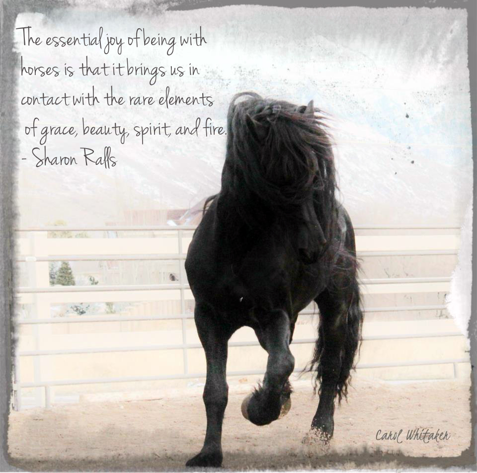 Amazing Horse Quotes. QuotesGram