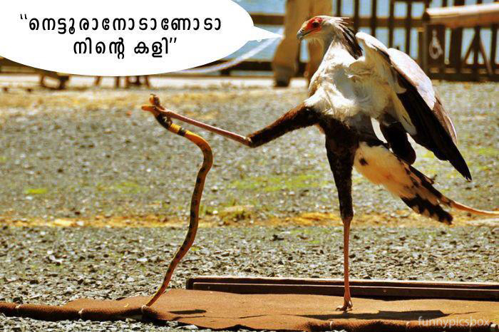 Best Malayalam Funny Quotes. QuotesGram