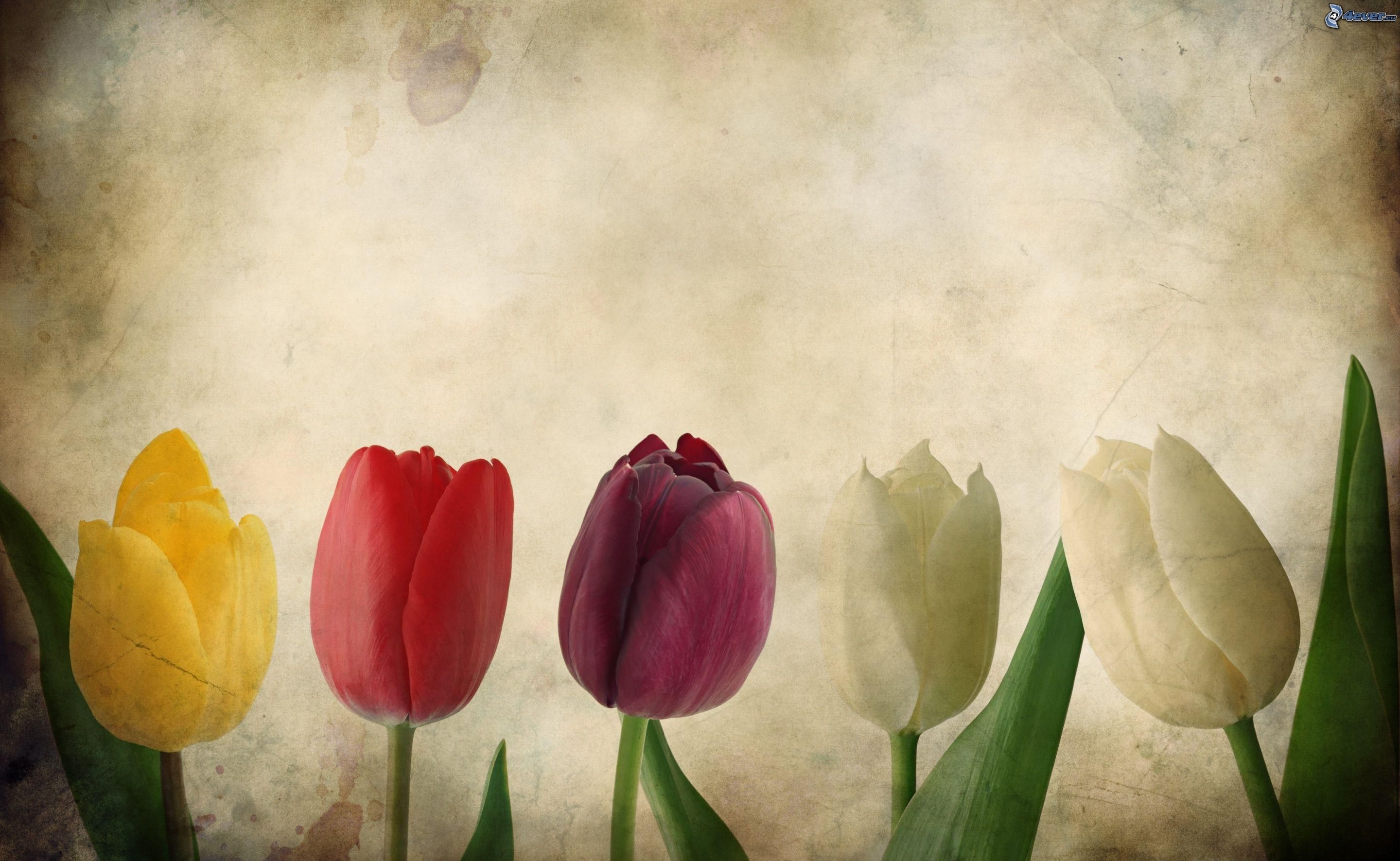 Tulip Valentine Quotes. QuotesGram