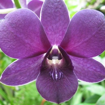 Quotes Meaning Of Orchids. QuotesGram