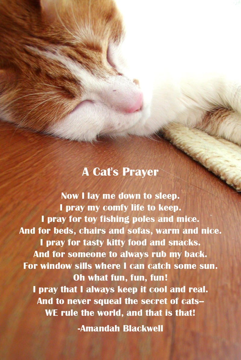 Cat Loss Poems And Quotes. QuotesGram