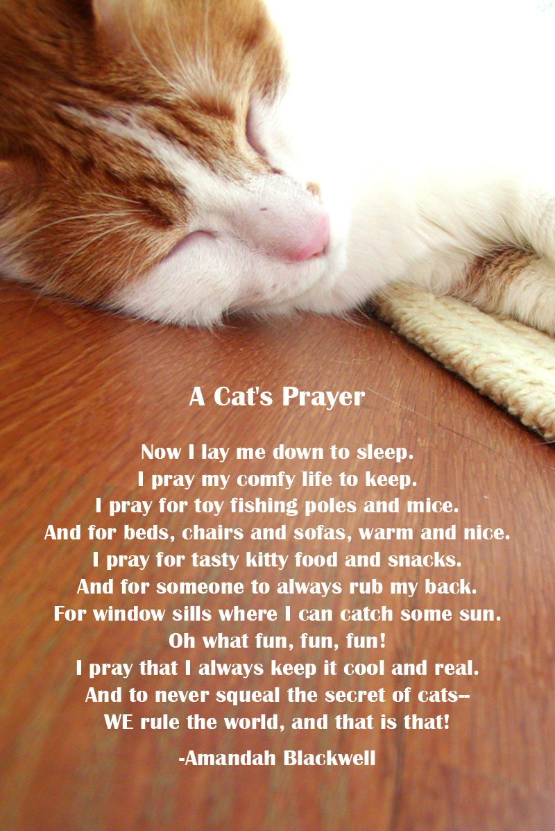 Cat Loss Poems And Quotes Quotesgram