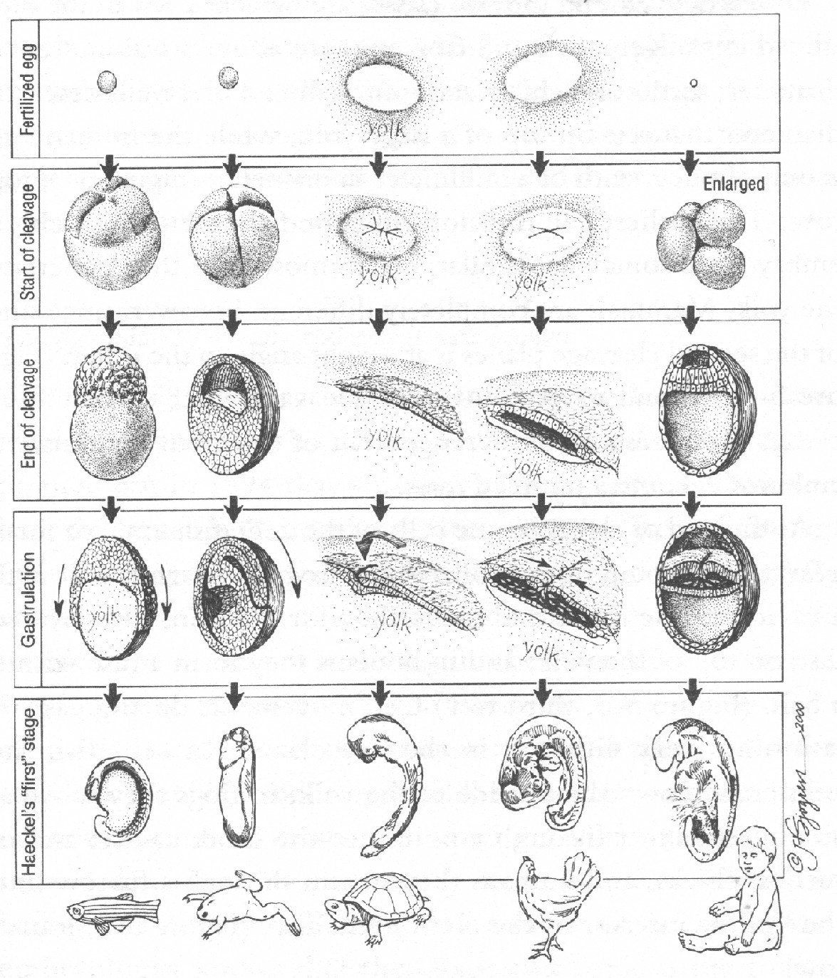 Стадии развития эмбрионов позвоночных. Схема эмбрионального развития. Периодизация эмбрионального развития. Стадии эмбрионального развития радужной форели. Этапы эмбрионального развития рыб.