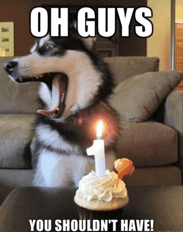 Happy Birthday Quotes For Dogs. QuotesGram