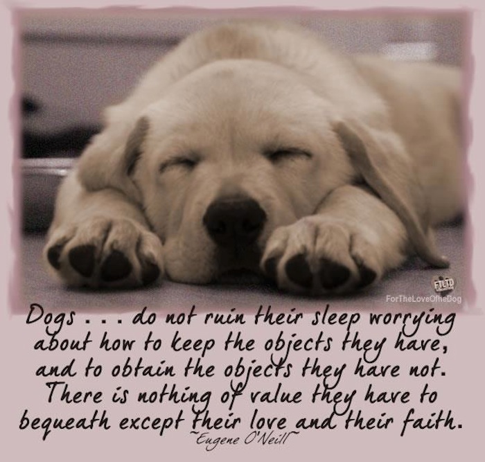 Best Friend Dog Quotes QuotesGram