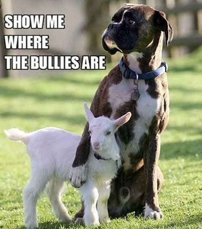 Pit Bull Funny Quotes. QuotesGram