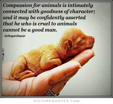 Animal Cruelty Quotes. QuotesGram
