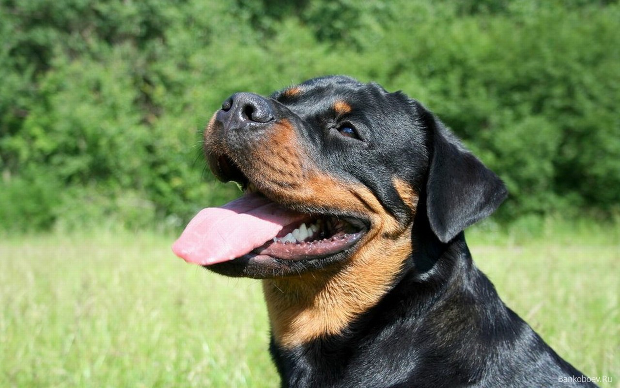 Rottweiler Wallpapers With Quotes Funny.