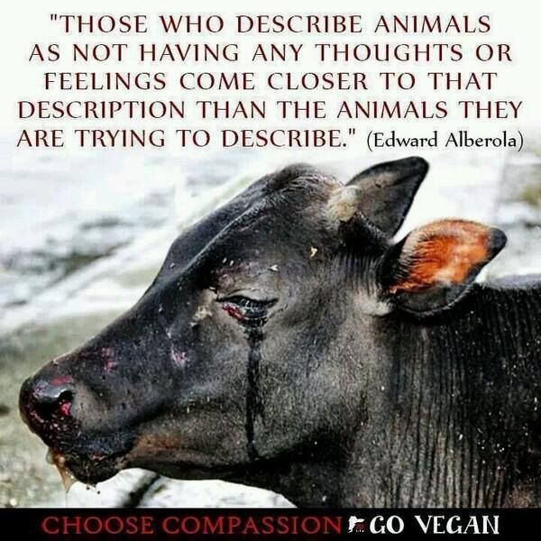 Compasion Schopenhauer Quotes Animals. QuotesGram