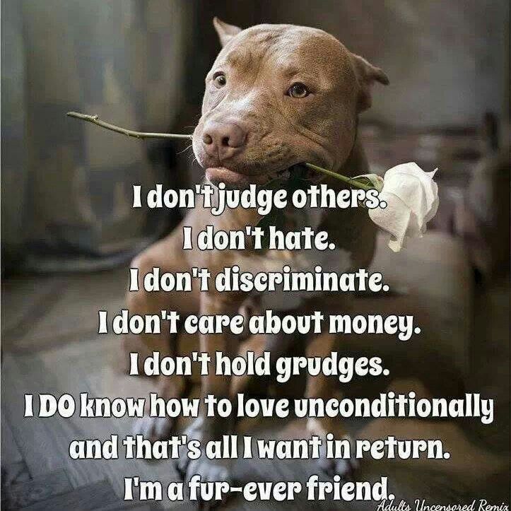 Pit Bull Quotes About Love. QuotesGram