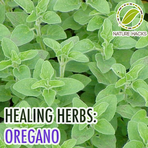 Medicinal Herb Quotes. QuotesGram