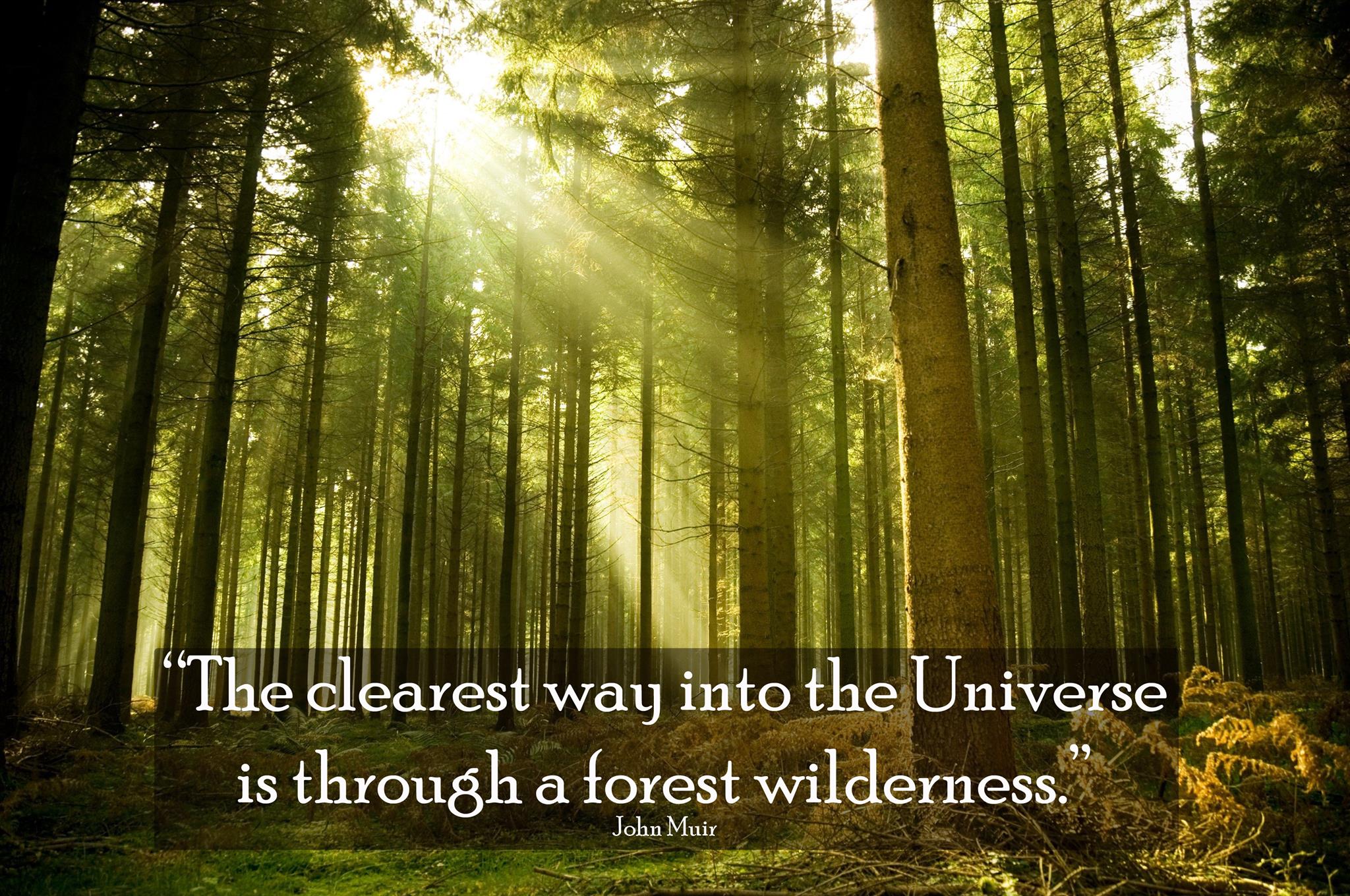 John Muir Quotes About The Last Tree. QuotesGram