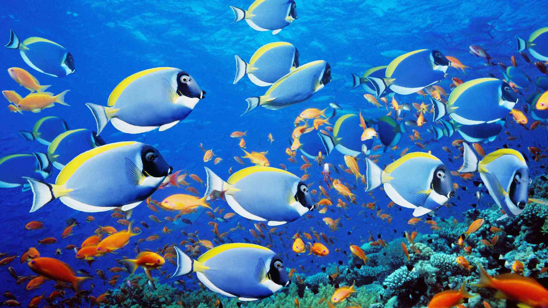 a school of fish picture