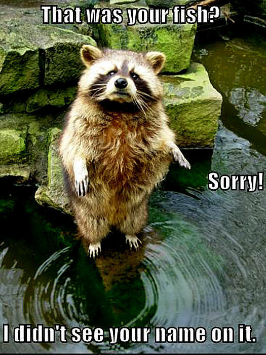 Funny Raccoon Quotes. QuotesGram