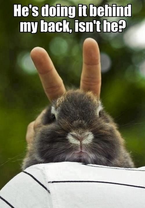 Bunny Rabbit Quotes. QuotesGram