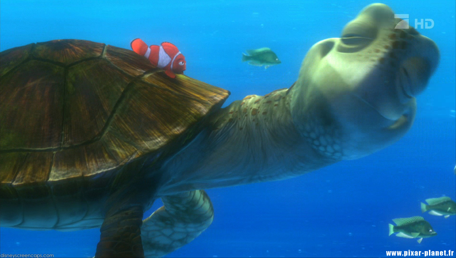 Crush From Finding Nemo Quotes. QuotesGram