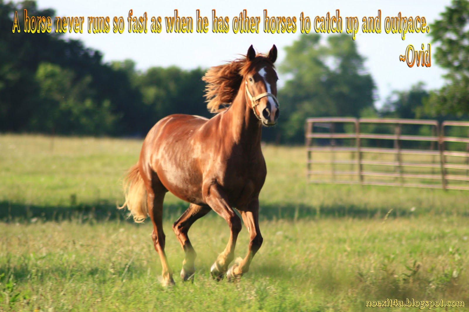 Horse Birthday Quotes. QuotesGram