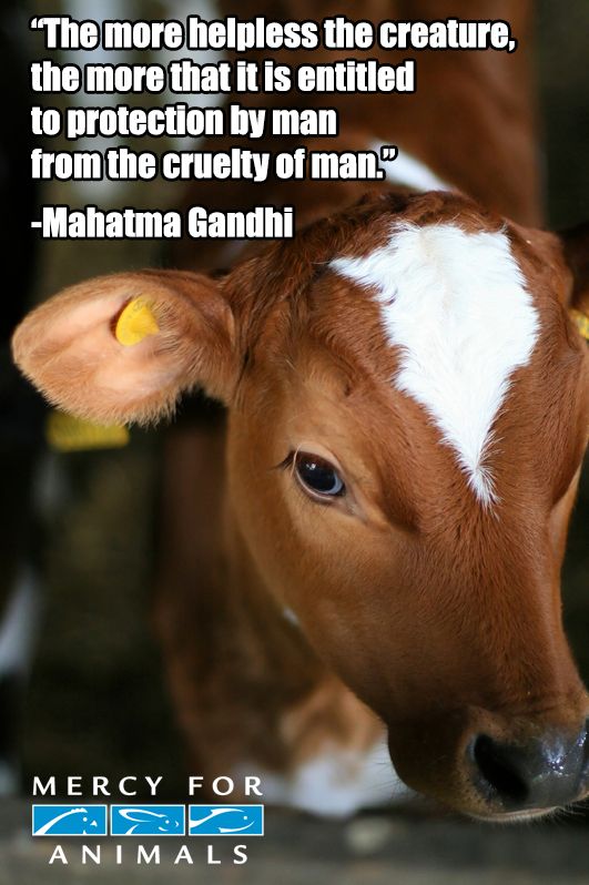 Mahatma Gandhi Quotes Animals. QuotesGram