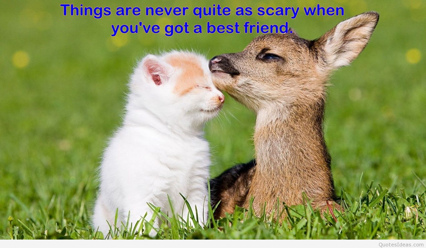 Animal Best Friend Quotes QuotesGram