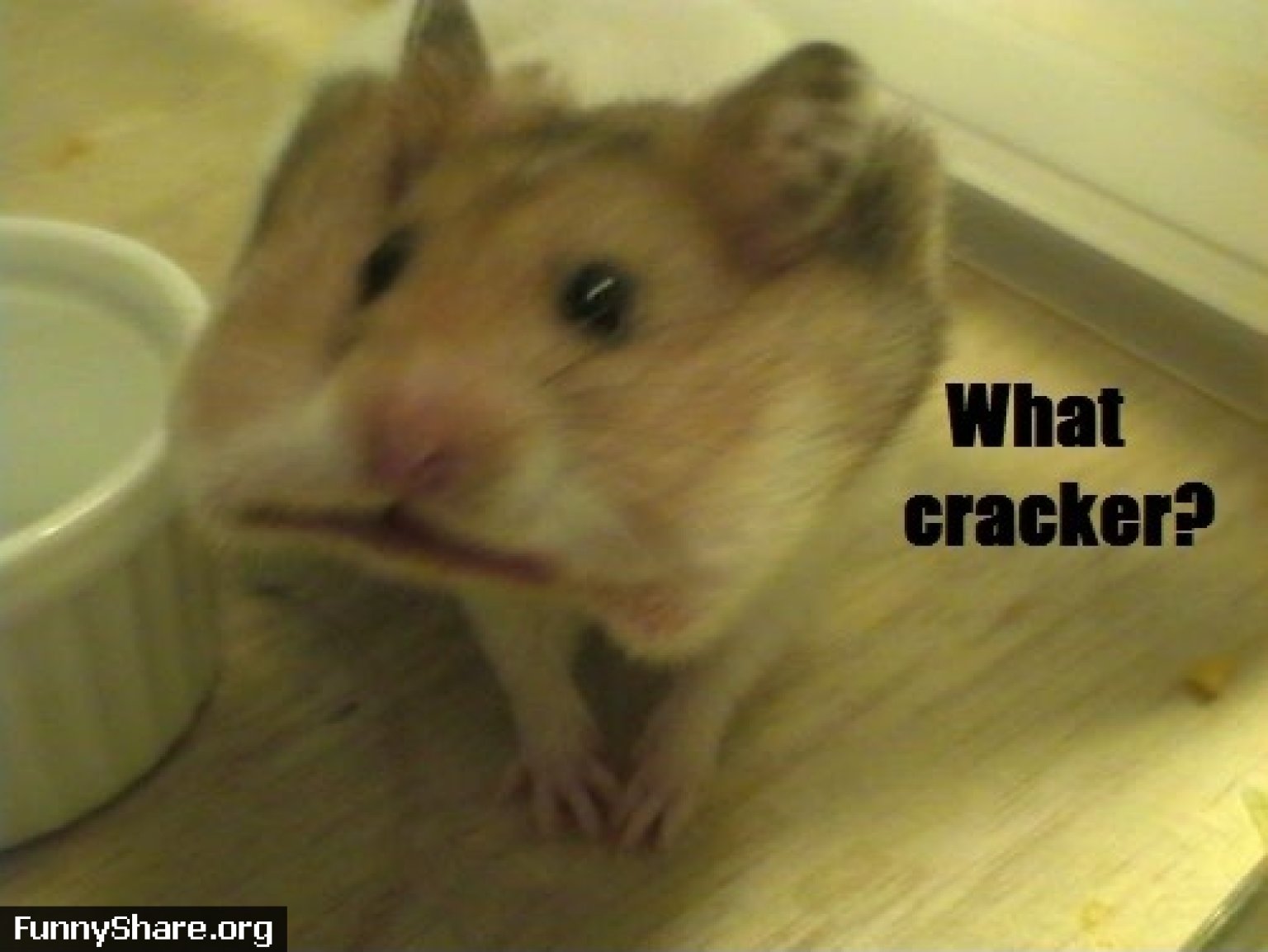Hamster Funny Clean Quotes. QuotesGram