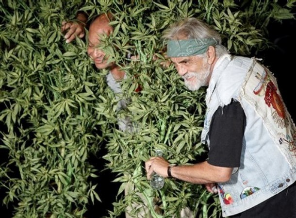 CHEECH&CHONG チーチョン 420 WEED GANJA ワコマリア+vprogress.com.au