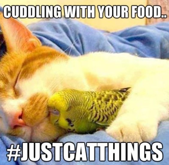 Funny Food Quotes From Movies QuotesGram funny-food-quotes-from-movies-quotesgram