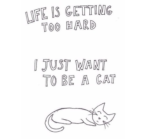 This Cat Quotes. QuotesGram