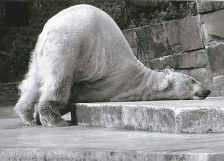 Exhausted Animals With Quotes. QuotesGram