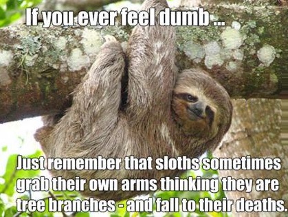 Why is a sloth slow