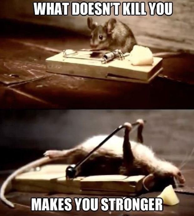 Funny Quotes About Mice. QuotesGram