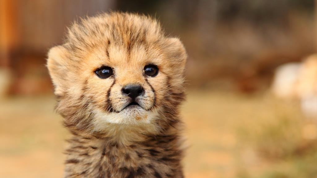 Baby Cheetah Quotes Quotesgram