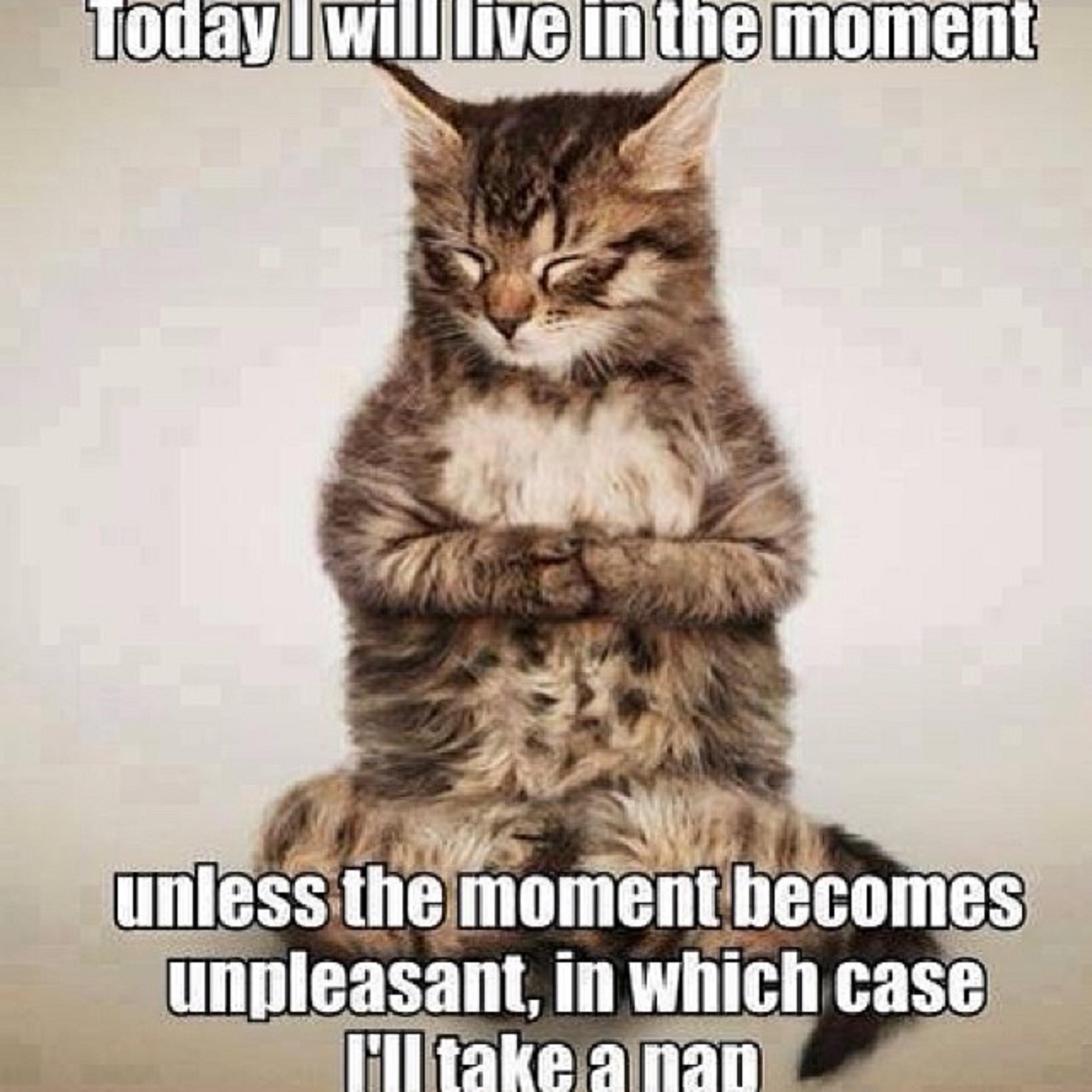 Fat Cat Quotes. QuotesGram Fat Cat Quotes. QuotesGram