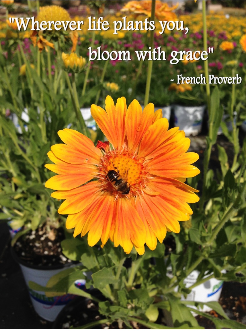 Flower Power Quotes. QuotesGram