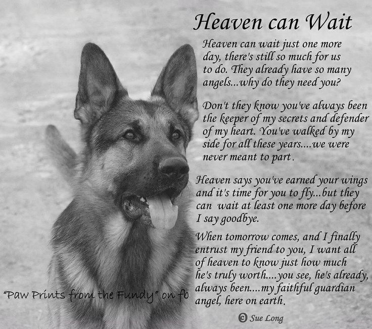 Quotes About Dogs Passing Away German Shepard QuotesGram quotes-about-dogs-passing-away-german-shepard-quotesgram