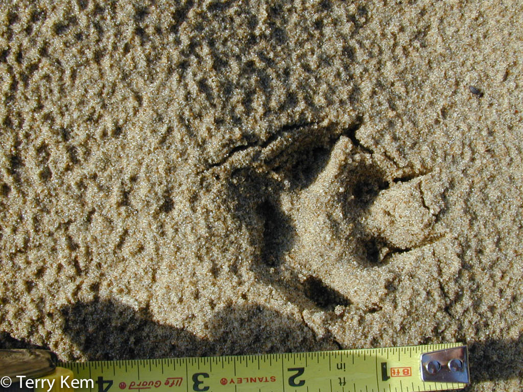 Gray Fox Quotes. QuotesGram