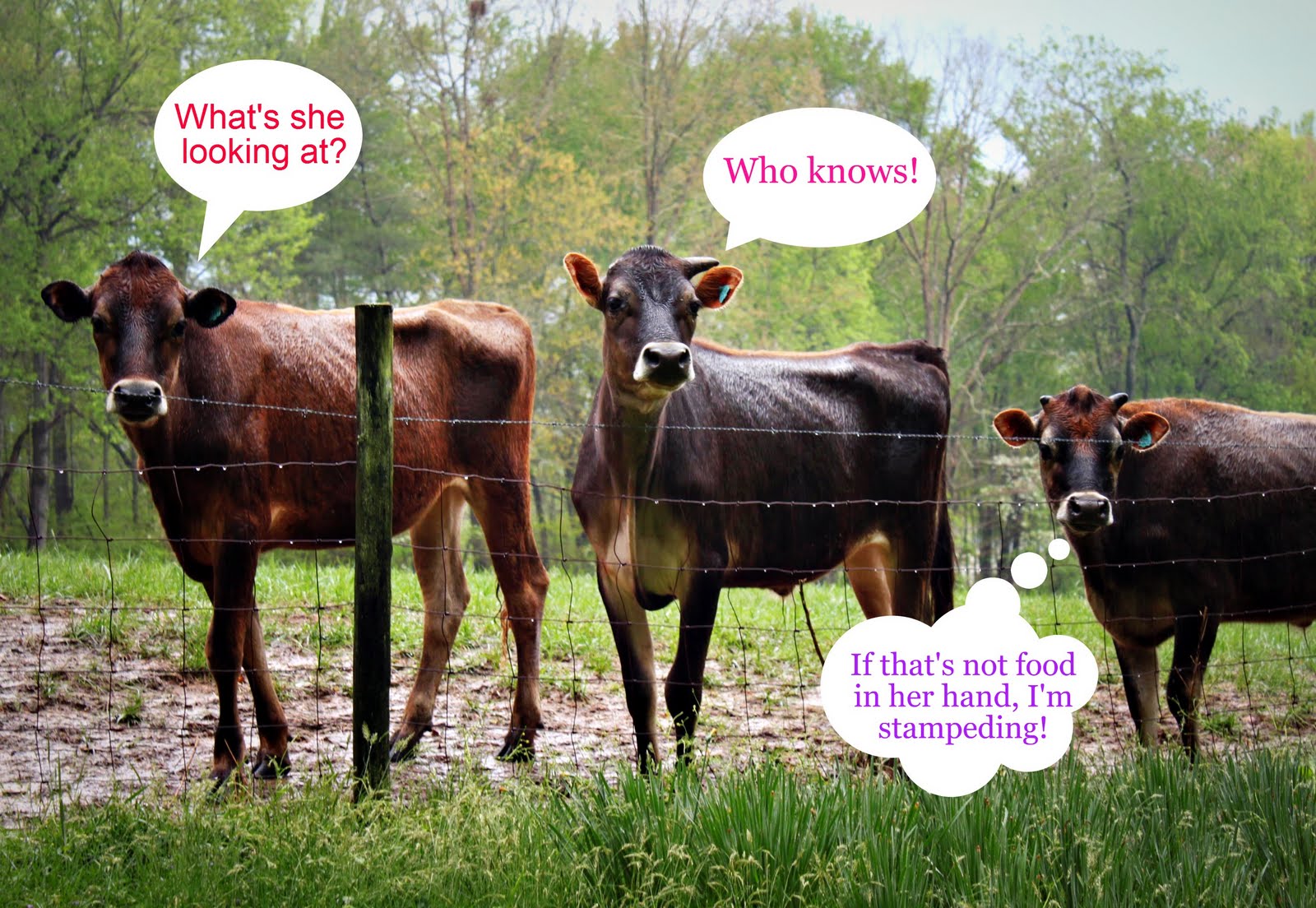 Funny Cow Pictures With Captions