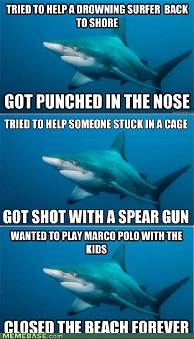 A Shark You Are Quotes. QuotesGram A Shark You Are Quotes. QuotesGram