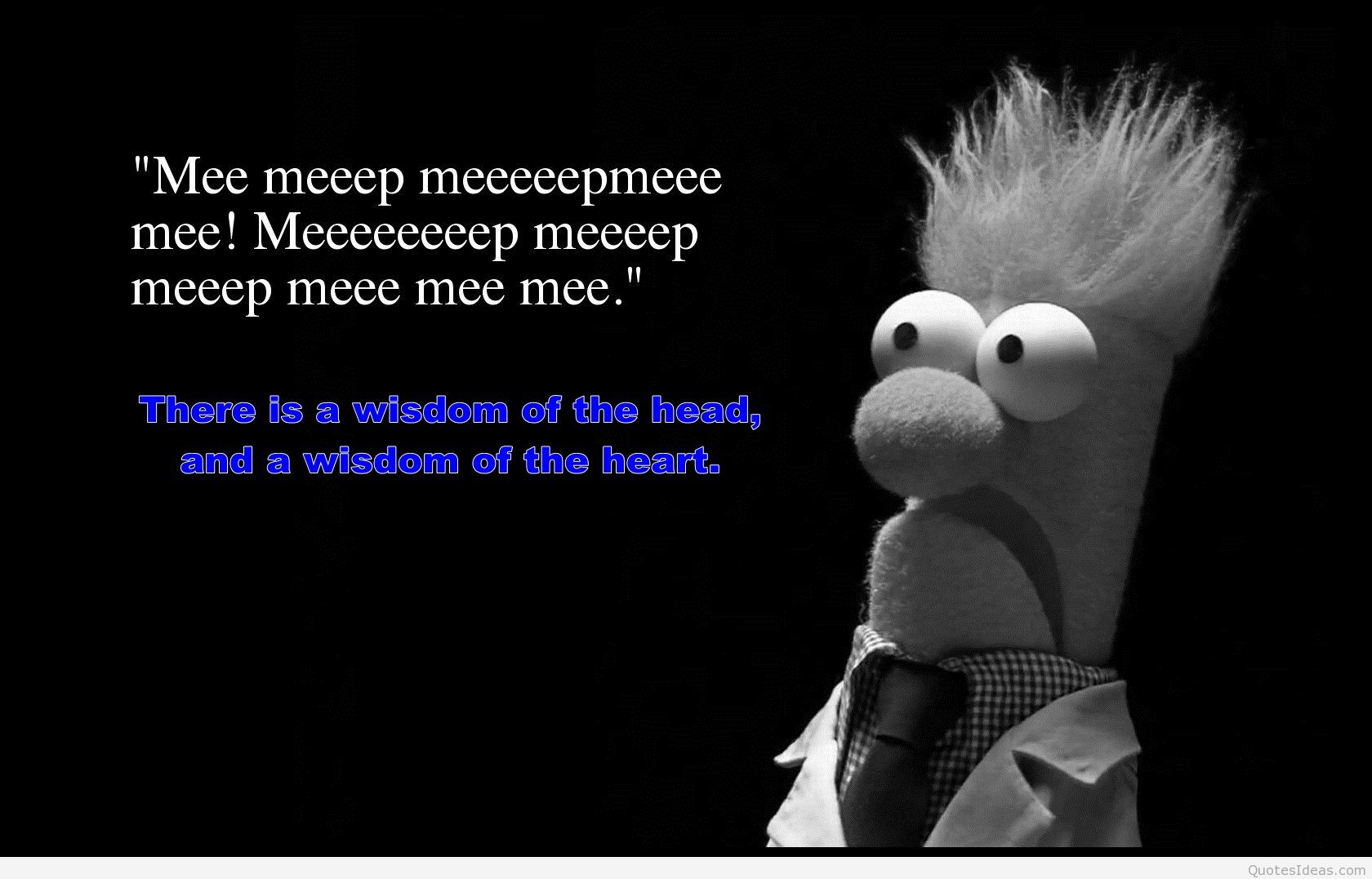 Stupid Wisdom Quotes QuotesGram