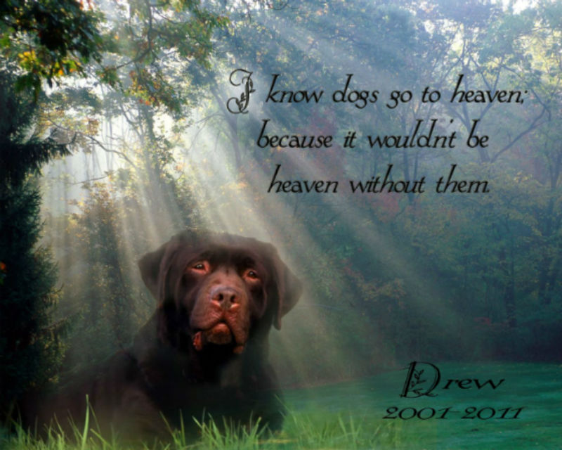 Quotes About Dogs Going To Heaven. QuotesGram