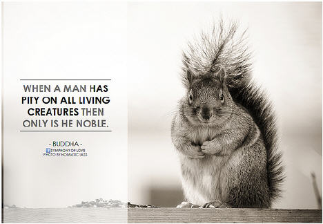 Wild Animal Quotes And Sayings. QuotesGram