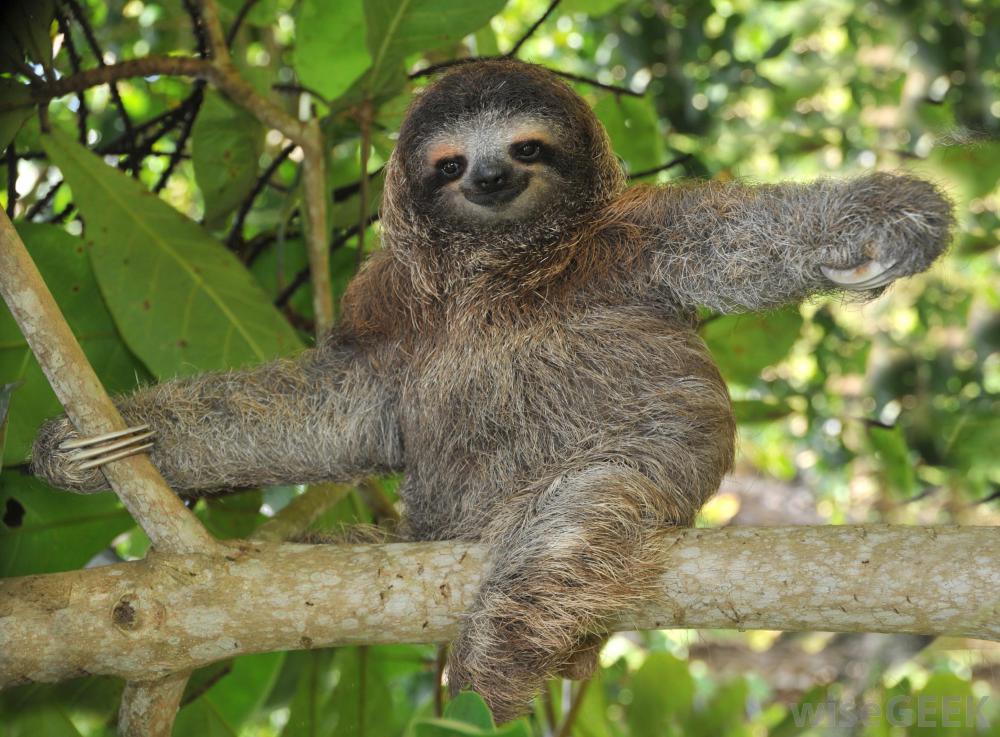 Angry Sloth Quotes. QuotesGram