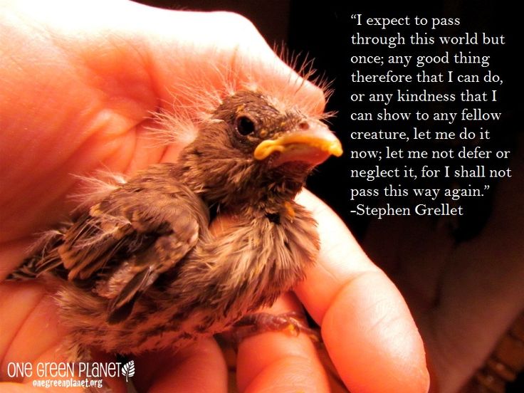 Sayings Quotes About Animal Neglect