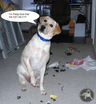 Lab Funny Dog Pictures With Quotes. QuotesGram
