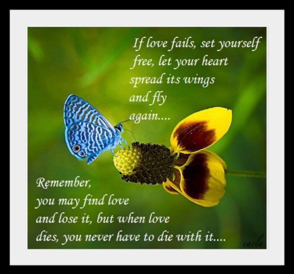 Quotes About Daylilies. QuotesGram