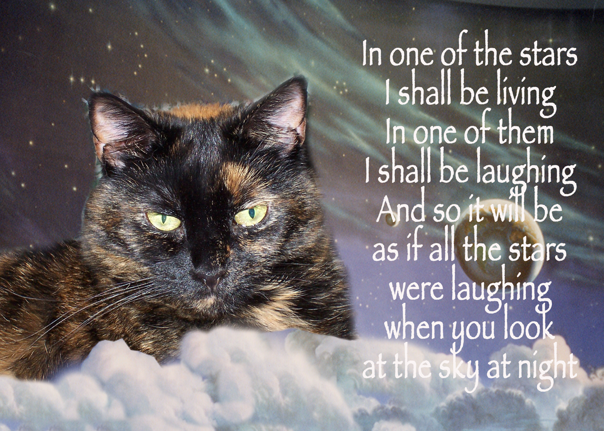 cat-grieving-quotes-quotesgram