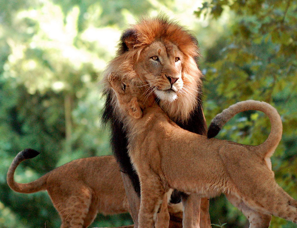 Cute Lion Quotes. QuotesGram