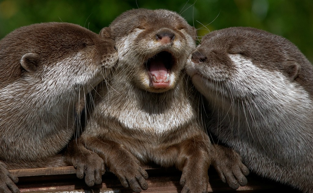 Otter Happy Quotes Quotesgram Otter Happy Quotes Quotesgram