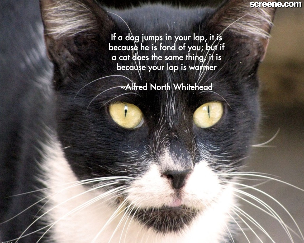 Positive Cat Quotes. QuotesGram