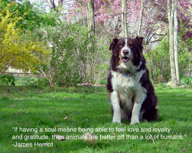 Animal Inspirational Quotes. QuotesGram