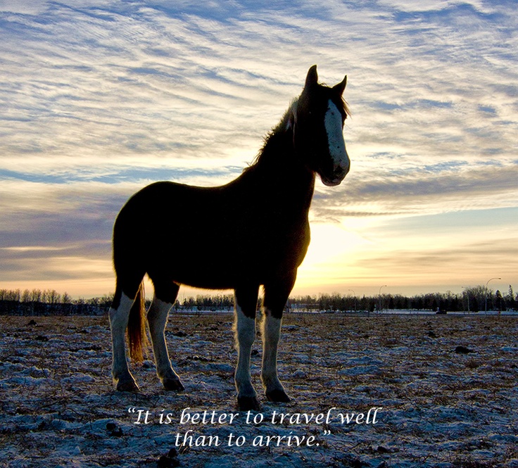 Beautiful Horse Quotes. QuotesGram